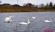 Стая лебедей устроилась на водоёме Бохоново в Лунинце