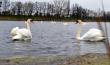 Стая лебедей устроилась на водоёме Бохоново в Лунинце