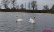Стая лебедей устроилась на водоёме Бохоново в Лунинце