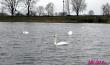Стая лебедей устроилась на водоёме Бохоново в Лунинце