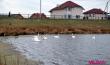 Стая лебедей устроилась на водоёме Бохоново в Лунинце