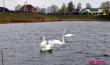 Стая лебедей устроилась на водоёме Бохоново в Лунинце