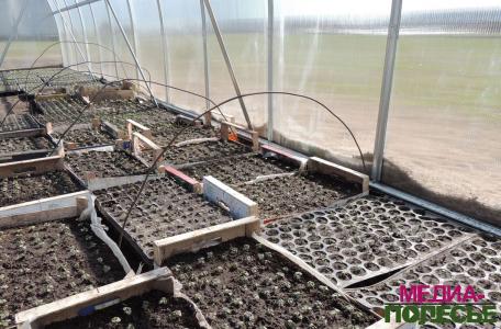 В теплицах Столинского ЖКХ – горячая пора