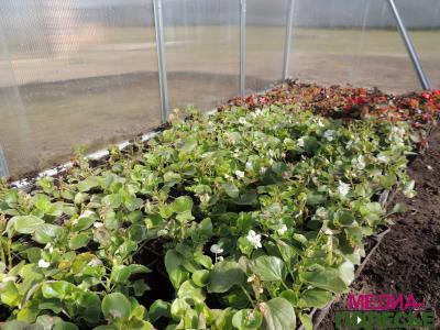 В теплицах Столинского ЖКХ – горячая пора