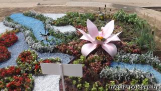 В теплицах Столинского ЖКХ – горячая пора