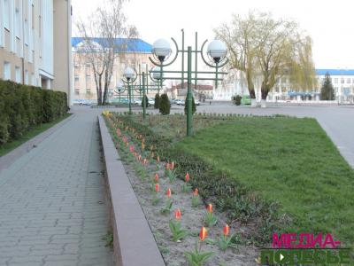 В теплицах Столинского ЖКХ – горячая пора