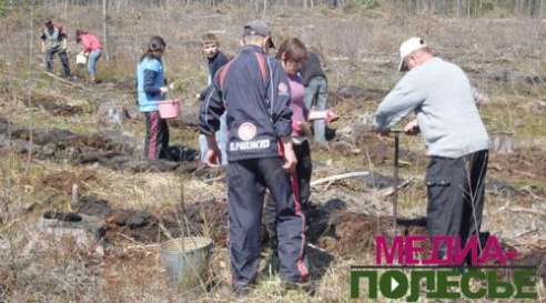 Берёзовая роща и сосновый бор могут вырасти при нашем участии