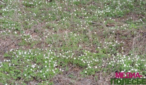 Первоцветы на Полесье. Букетик из Красной книги может "потянуть" на 3 млн.
