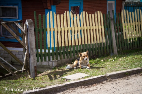 Весенний Волковыск (фото)