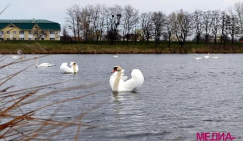 Стая лебедей устроилась на водоёме Бохоново в Лунинце