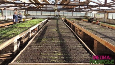 В теплицах Столинского ЖКХ – горячая пора