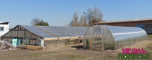 В теплицах Столинского ЖКХ – горячая пора