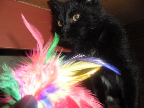 Помогите молодой кошке обрести свой дом