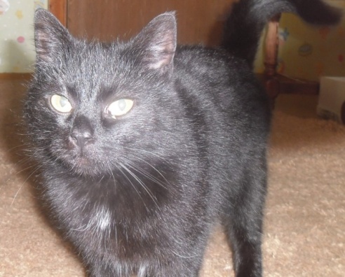 Помогите молодой кошке обрести свой дом