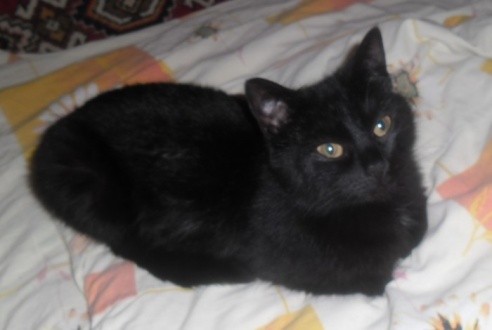 Помогите молодой кошке обрести свой дом