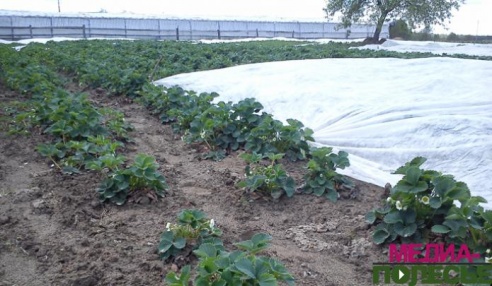 Ещё одна-две ночи с заморозками, и клубники не будет