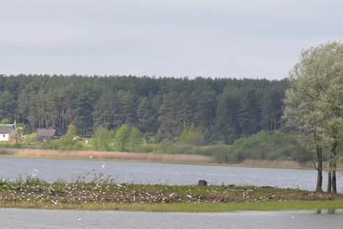 Глыбоцкі востраў аблюбавалі чайкі