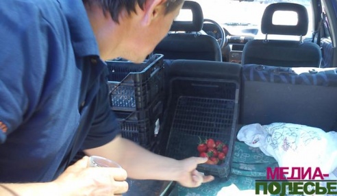 Первая клубника появилась в продаже в Лунинецком районе