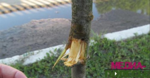 Вандалы побили заборы, повредили деревья и стойки для цветов на улицах Лунинца