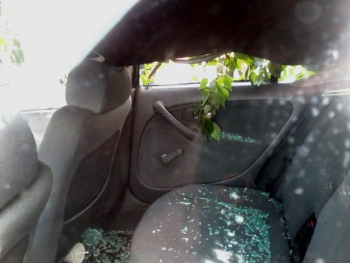 Сгнившее дерево упало на машину