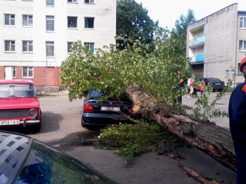 Сгнившее дерево упало на машину