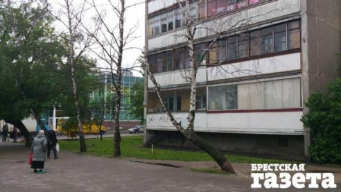 От сноса аварийных берез по ул. Московской все открещиваются. Может, все же не стоит ждать, пока случится ЧП?