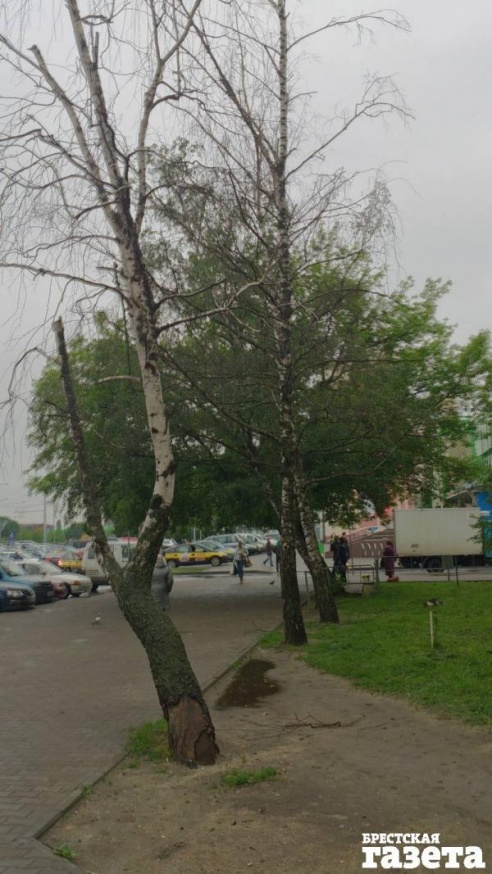 От сноса аварийных берез по ул. Московской все открещиваются. Может, все же не стоит ждать, пока случится ЧП?