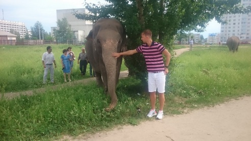 Слоны в Бобруйске