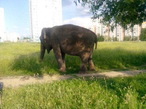 Слоны в Бобруйске