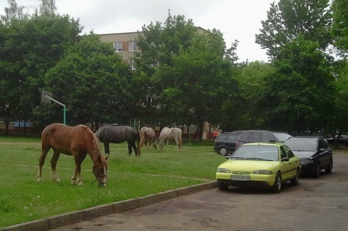 По Могилёву снова гулял табун лошадей
