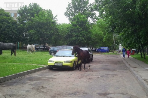По Могилёву снова гулял табун лошадей