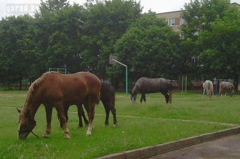 По Могилёву снова гулял табун лошадей