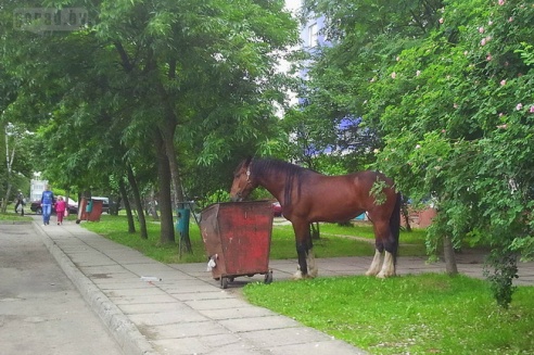 По Могилёву снова гулял табун лошадей