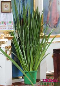 В День Святой Троицы в православных храмах прошли праздничные службы