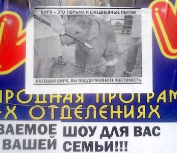 Антиафиши цирка на улицах города