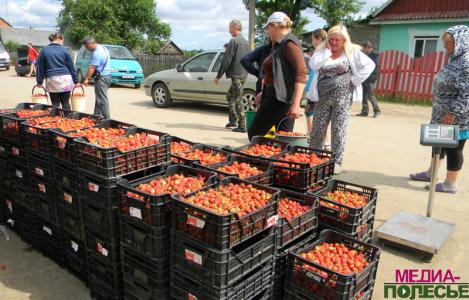 Жители Дворца: «Клубники хватит ещё на неделю»