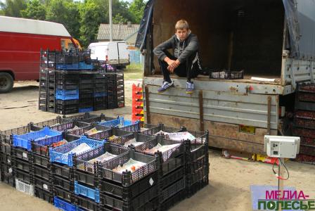 Жители Дворца: «Клубники хватит ещё на неделю»