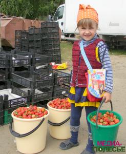 Жители Дворца: «Клубники хватит ещё на неделю»