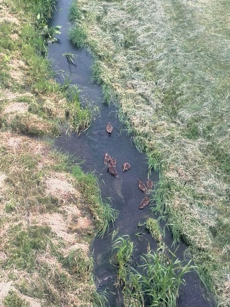 Качкі аблюбавалі раку Капылку ў Горках Качкі аблюбавалі раку Капылку ў Горках
