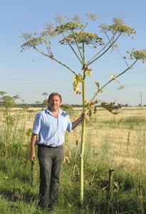Борщевик вторгается на Столинщину