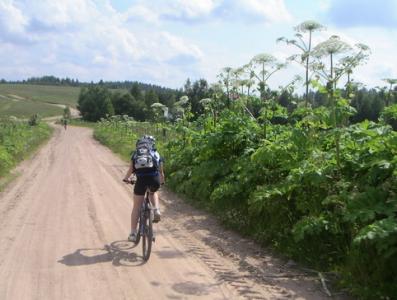 Борщевик вторгается на Столинщину