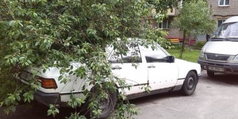 Еще одно дерево упало на машину в Молодечно