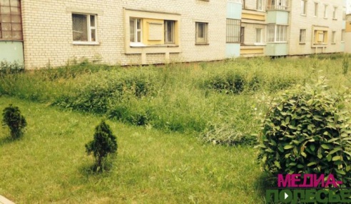 Фотофакт. На улице Красноармейской растут крапива по колено и кусты из цоколя