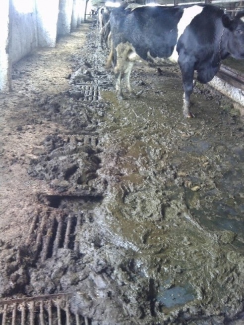 Фотофакт: как живут коровы в КСУП «Прогресс-Агро» Светлогорского района