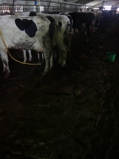 Фотофакт: как живут коровы в КСУП «Прогресс-Агро» Светлогорского района