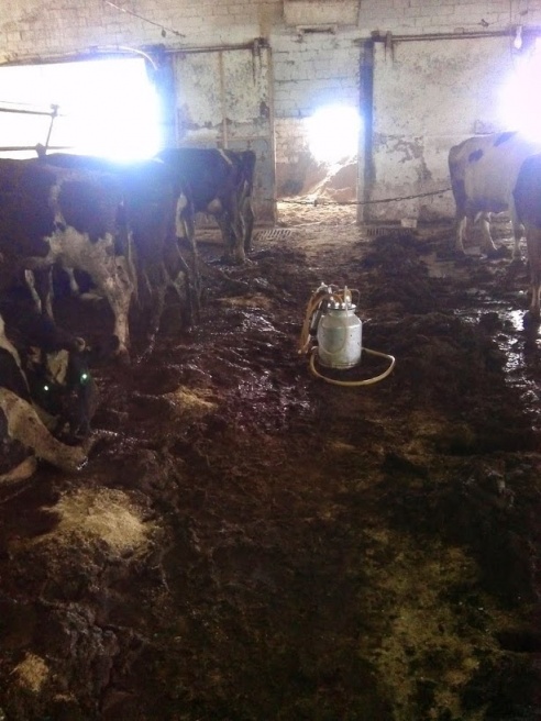 Фотофакт: как живут коровы в КСУП «Прогресс-Агро» Светлогорского района