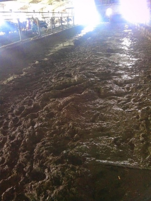 Фотофакт: как живут коровы в КСУП «Прогресс-Агро» Светлогорского района