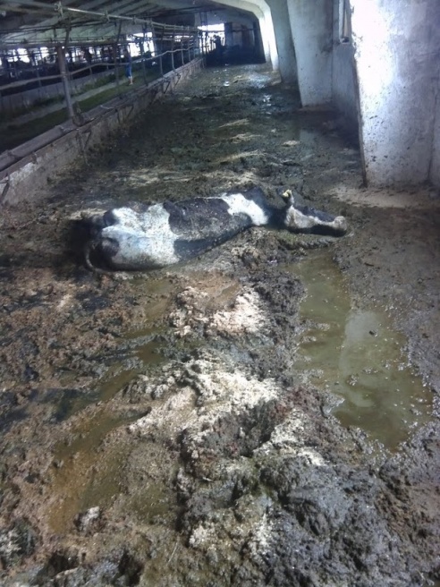 Фотофакт: как живут коровы в КСУП «Прогресс-Агро» Светлогорского района