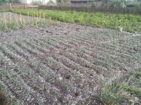 Фотофакт: под Светлогорском прошел крупный град