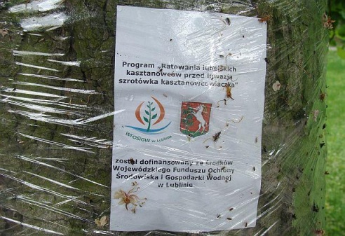 Міжземнаморская моль жарэ беларускія каштаны